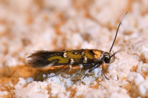 Pancalia leuwenhoekella
